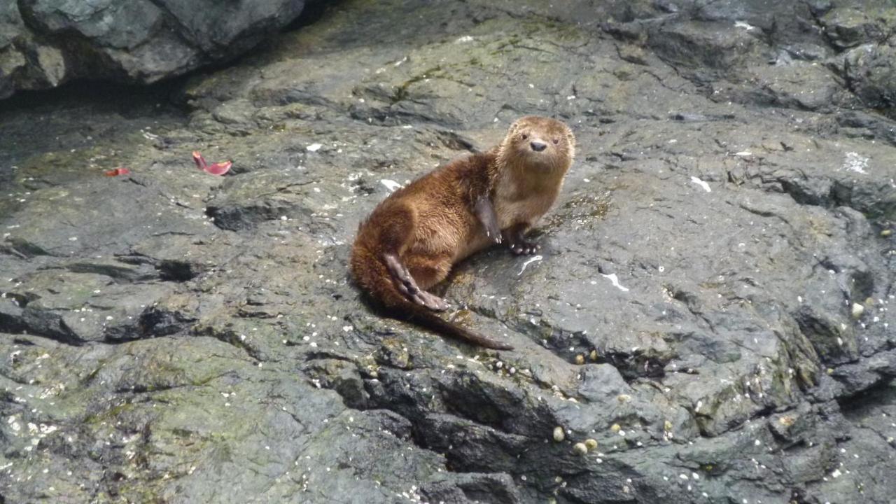 プンタ・デ・チョロス Punta De Domosヴィラ エクステリア 写真